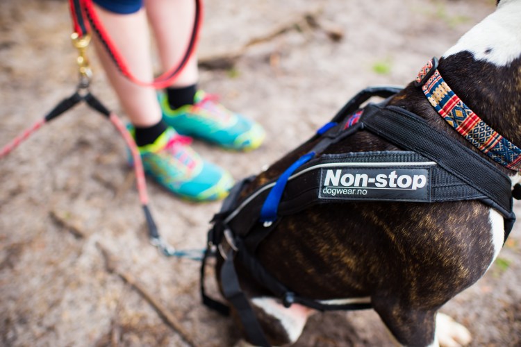 Red Dingo ошейник светоотражающий hot Pink Collar 15 мм