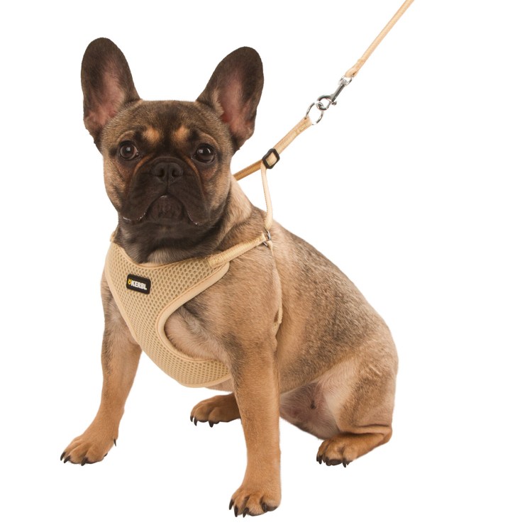 Шлейка для собак Джек Рассел