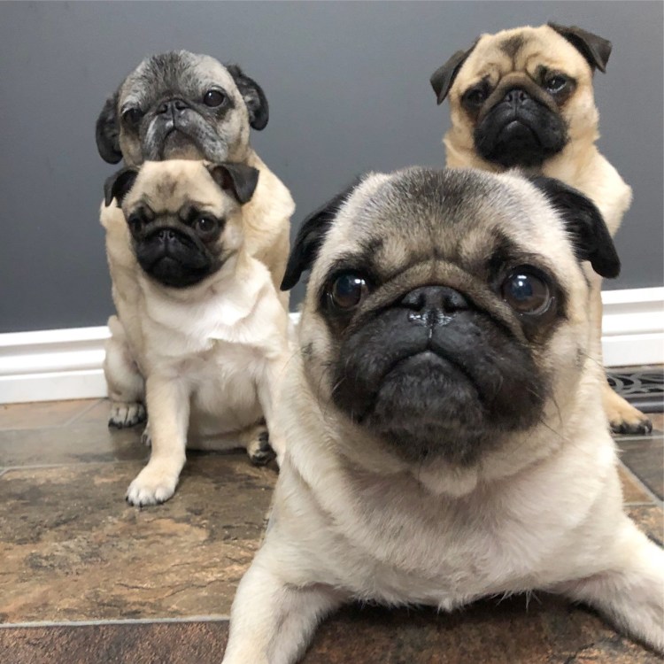 МОПСУ стригут ногти