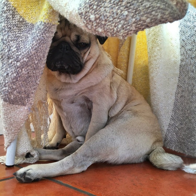 Стриженный Мопс