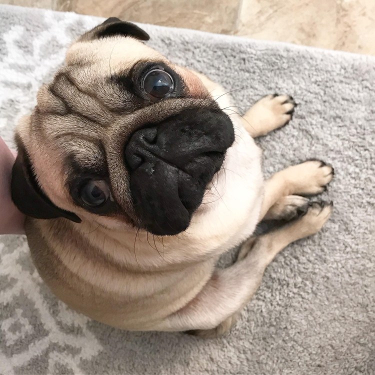 Стриженный Мопс