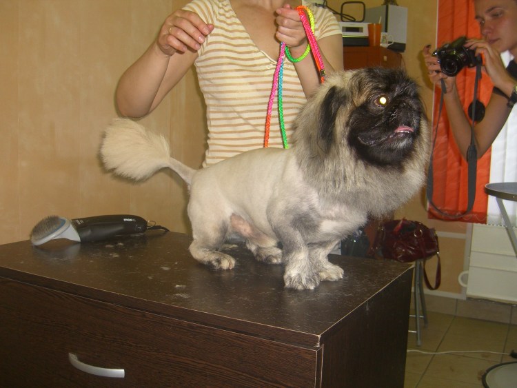 Модные стрижки мопсов