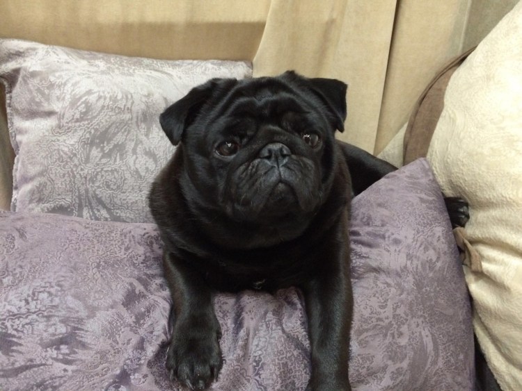 Мопс у грумера