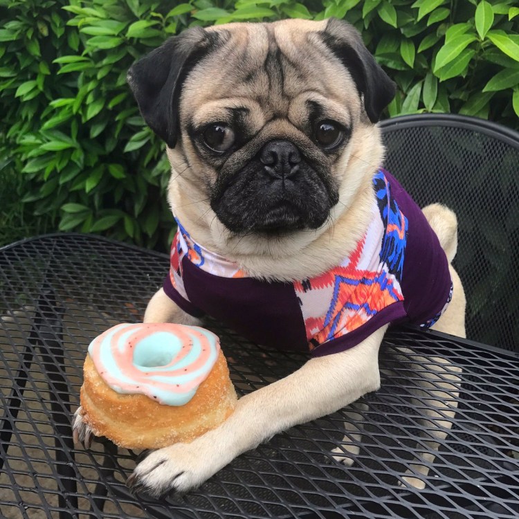 Маникюр с мопсом