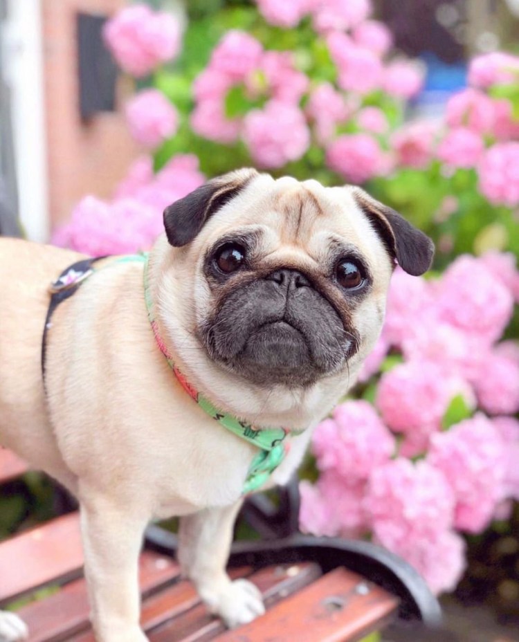 Стрижка МОПСА