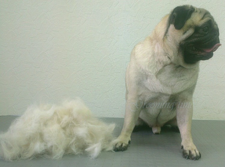 Старотипный Мопс