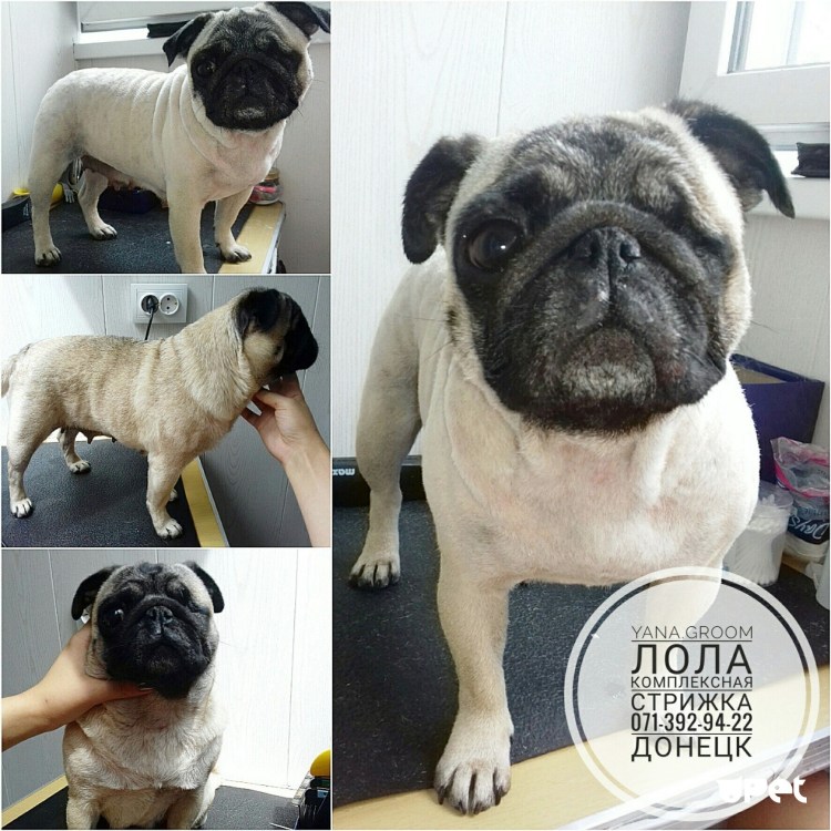 Мопс коричневый фото