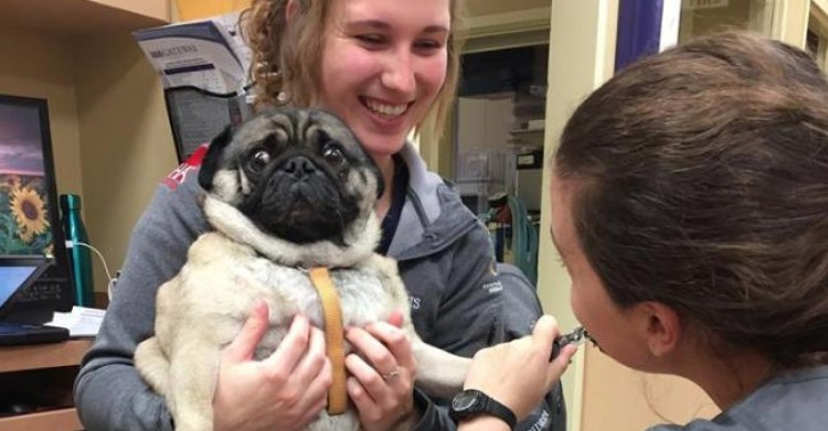 Креативный груминг МОПСА