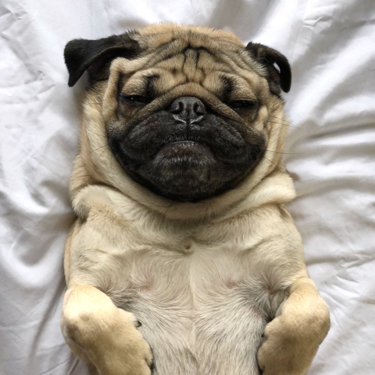 Мопс под машинку