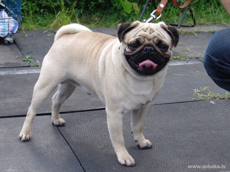 Собака которая хрюкает порода Мопс