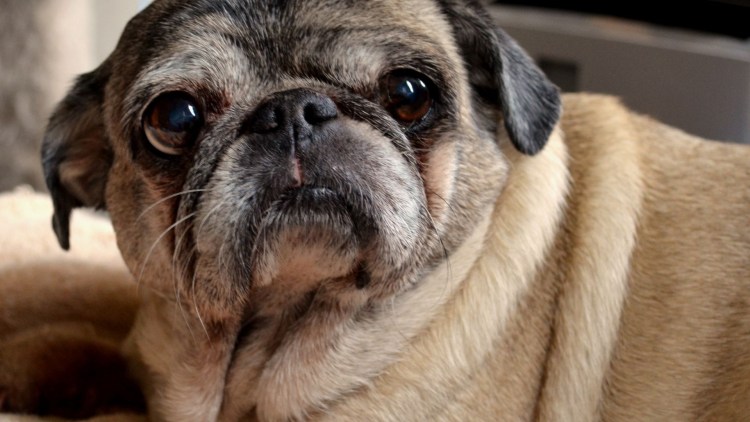 Груминг МОПСА