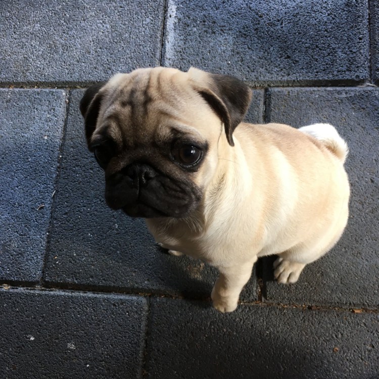 Мопс вонючка