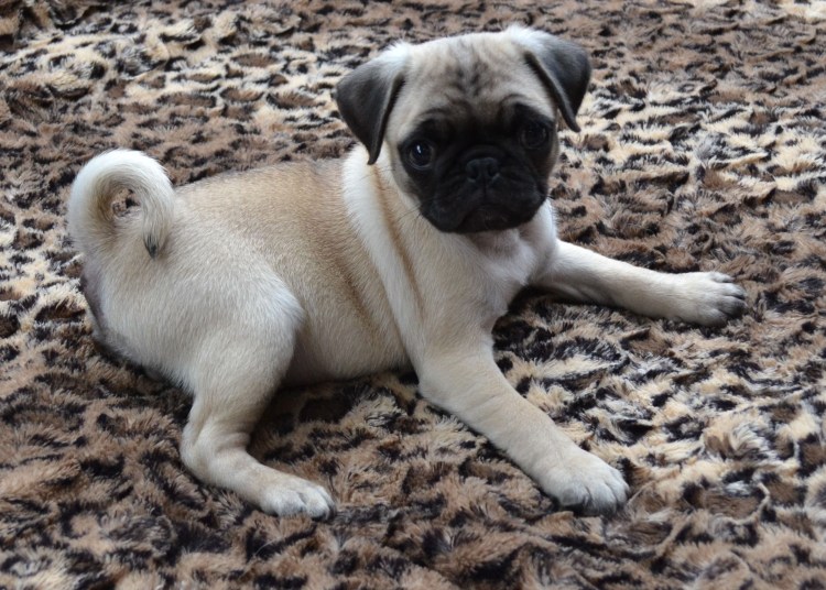 Порода Мопс фото