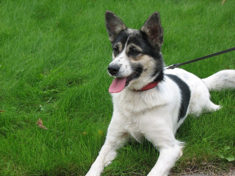 Русский дворянин порода собак