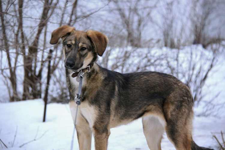 Дворянка собака