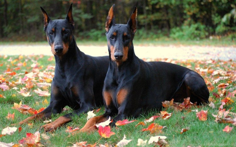 Дворянская порода