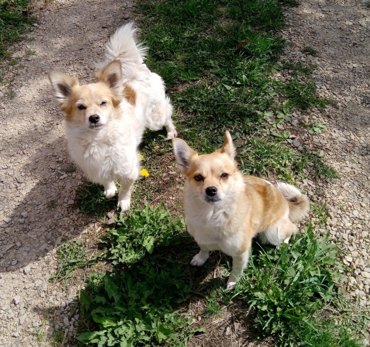 Дворянин порода собаки