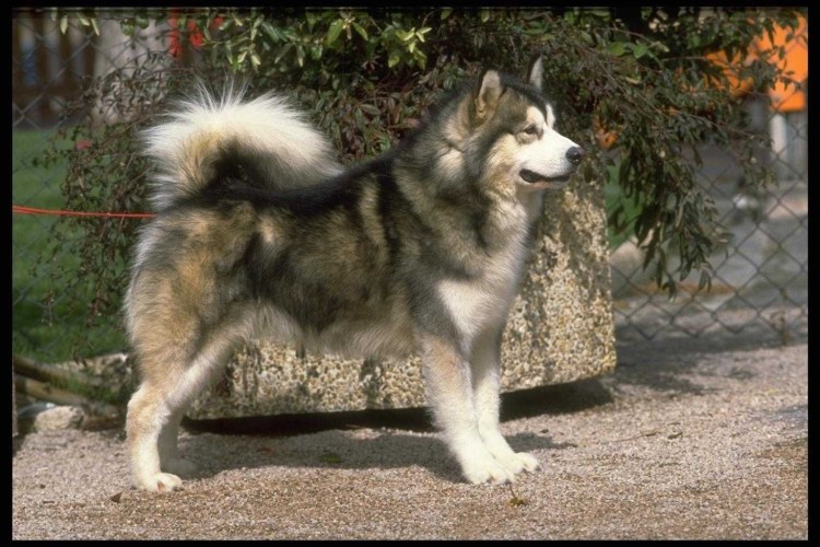 Породы маленьких собак