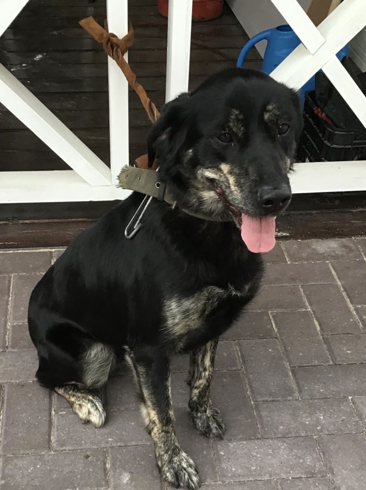 Аристократические собаки