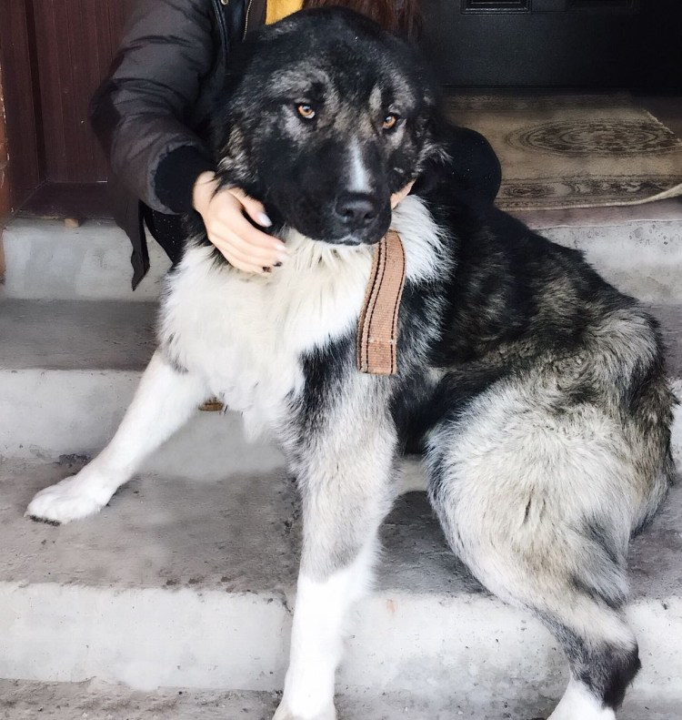 Дворянин собака