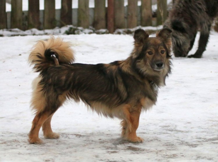 Дворянка порода собаки