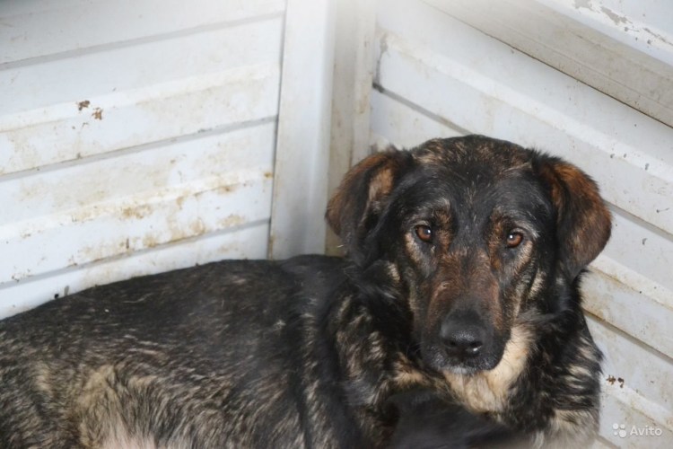 Русская Дворянская собака