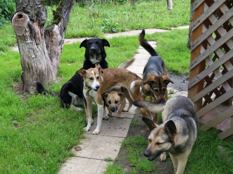 Порода слюоьак дворянин