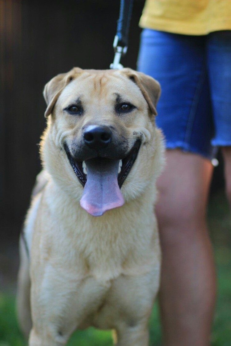 Собака шарпей метис