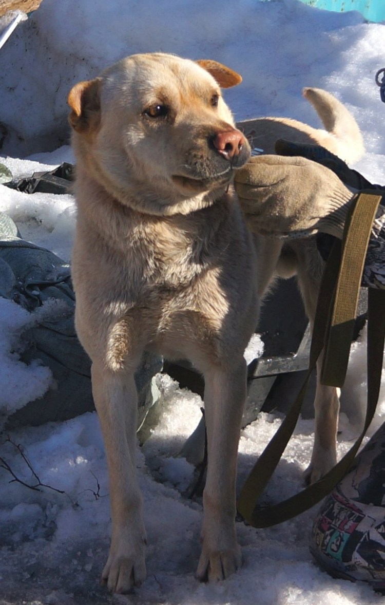Метис шарпея Купавна