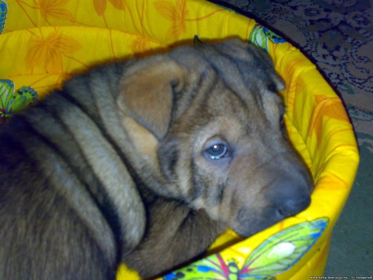 Метис шарпея