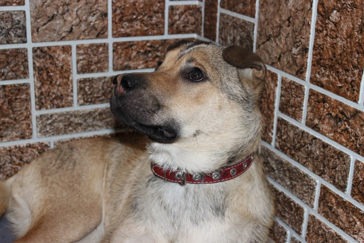 Шарпей смешанный с дворнягой