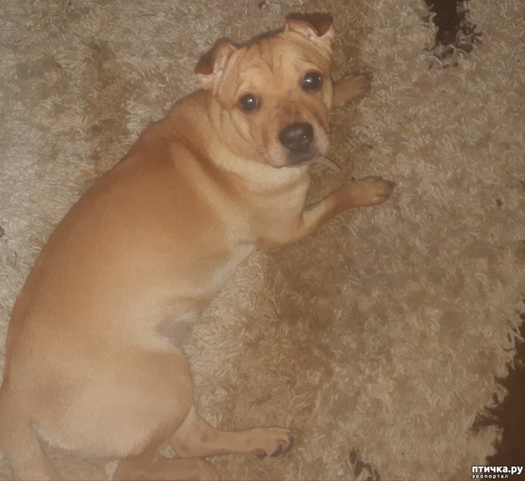 Стаффордширский терьер помесь балонкой