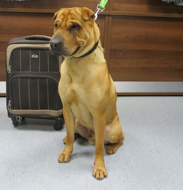 Фенотип шарпея