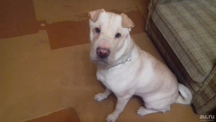 Собака змей шарпей