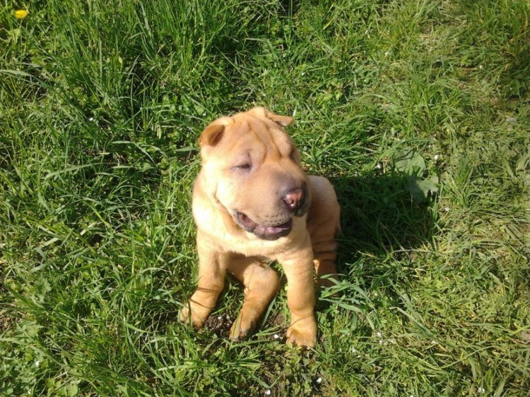 Метис алабая и шарпея