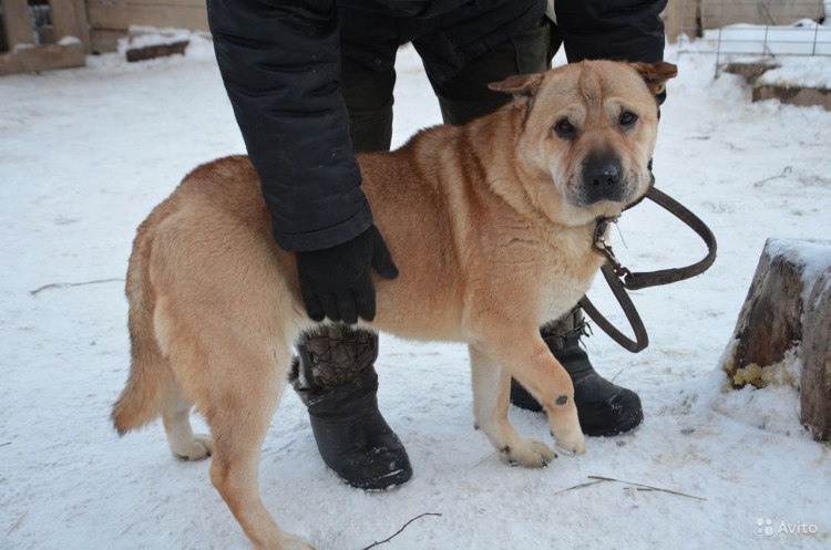 Метис французского бульдога и шарпея