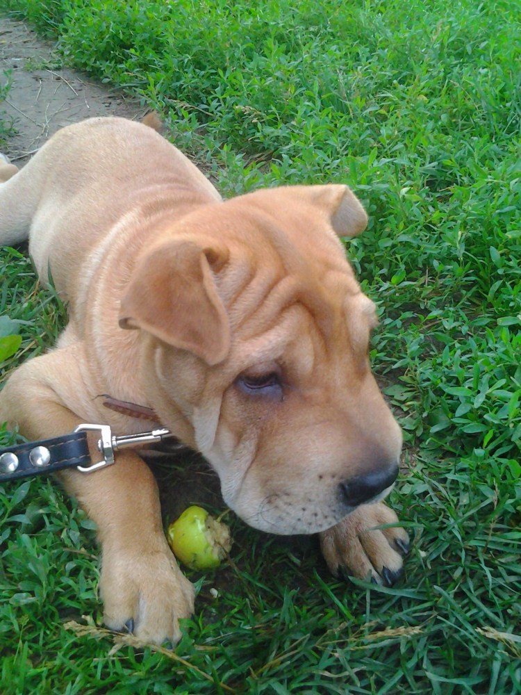 Метис шарпея и овчарки