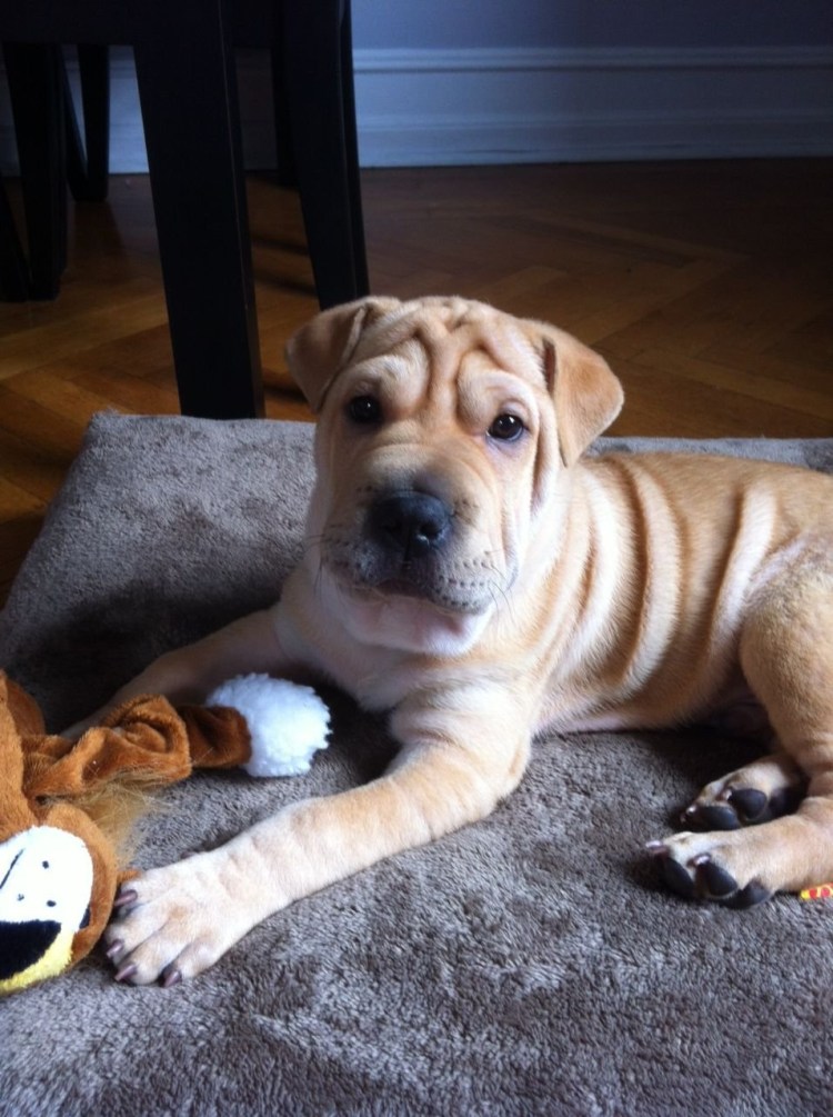 Метис шарпея и Джек Рассел