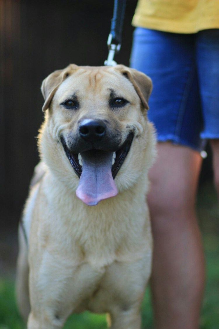 Собака шарпей метис