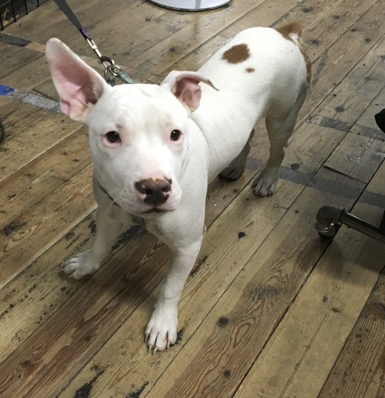English White Terrier