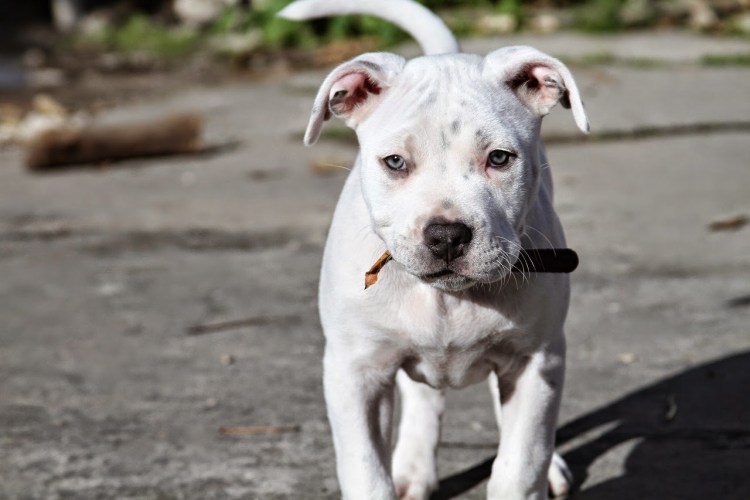 Собака с крысиным носом