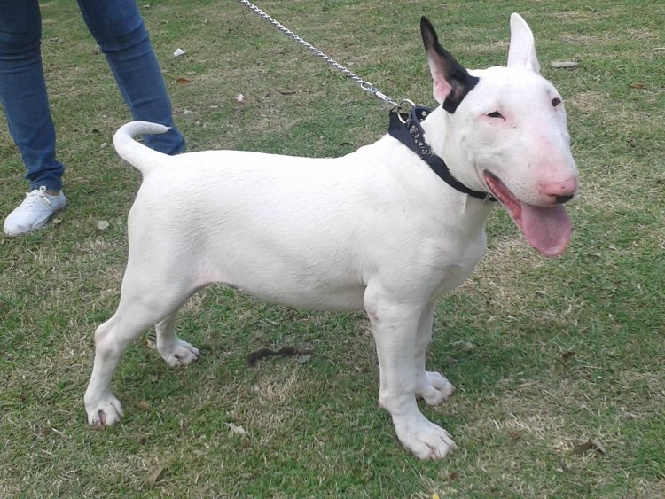 Питбуль альбинос собака