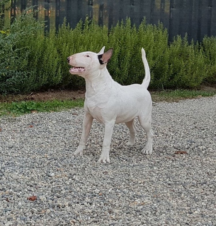 Американский стаффордширский терьер белый