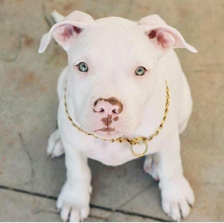 Собака альбинос