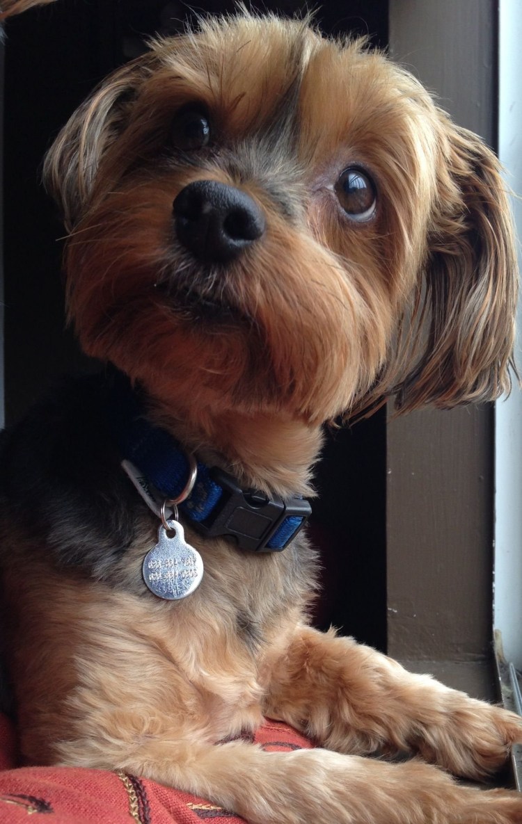 Йоркширский терьер стандарт стрижки