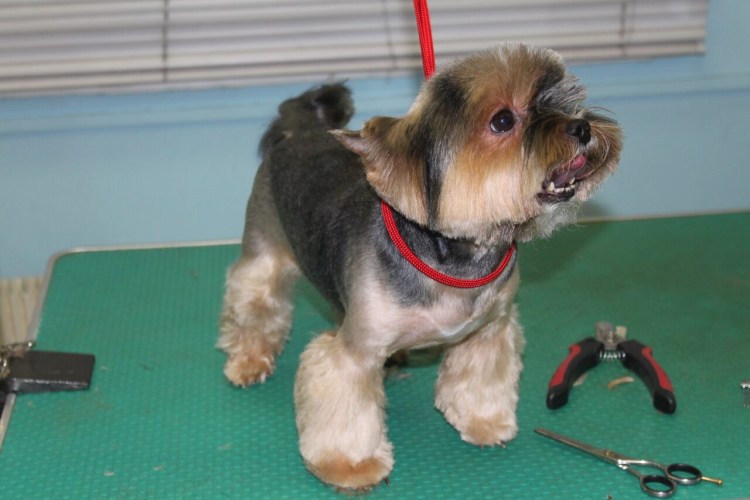 Зоосалон Велес