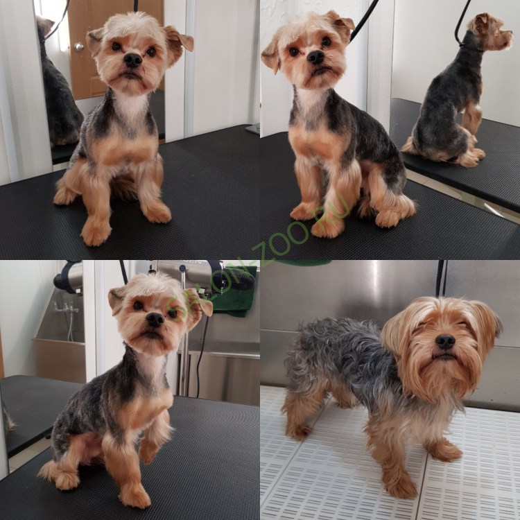 Стрижка Йорка и шпица