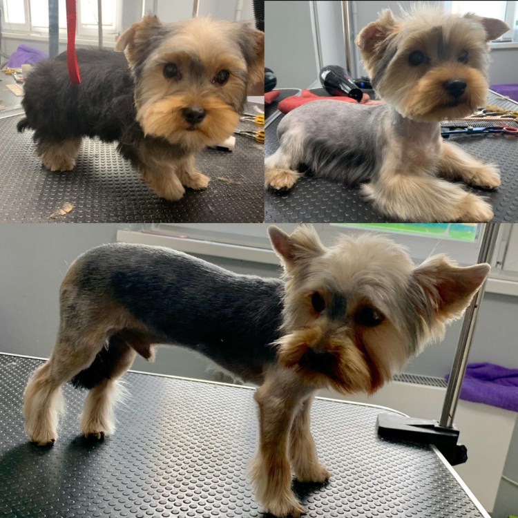 Стрижка щенка Йорка 4 месяца