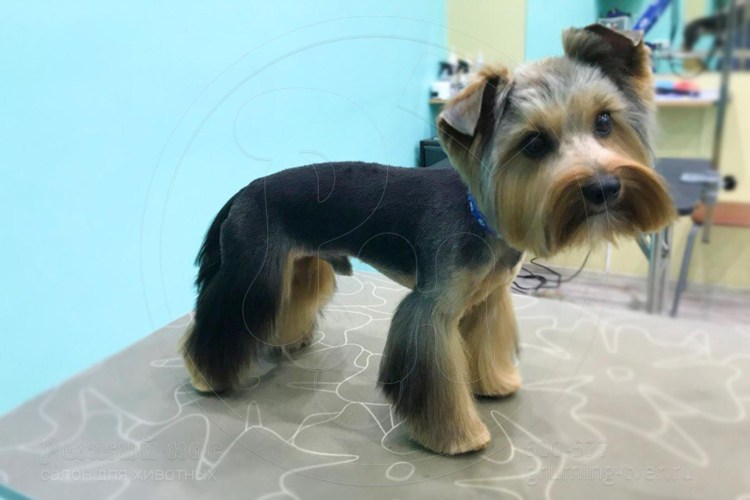 Йоркширский терьер с висячими у