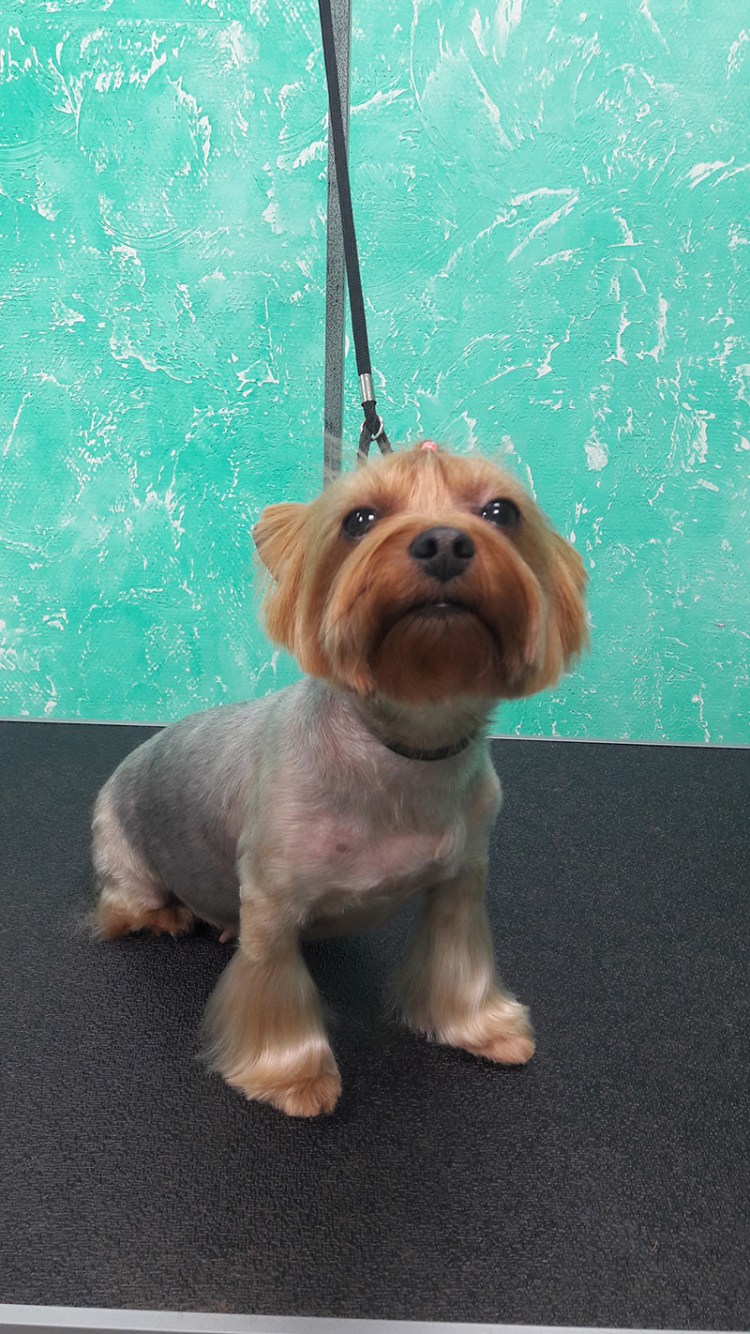 Йоркширский терьер стрижка мишка